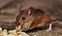 residential-pest-control Experts in Brownstwn Twp
